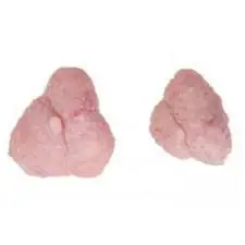 Куриная печень Gizzard-куриная печень оптом/обработанная замороженная Курица Gizzard поставщик/замороженная куриная грудка