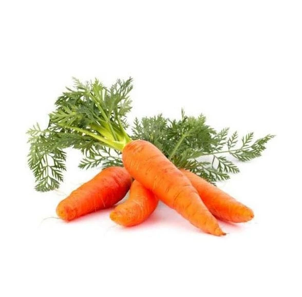 Высококачественные свежие овощи, свежая собранная морковь с вьетнамской фермы с высоким экспортным стандартом