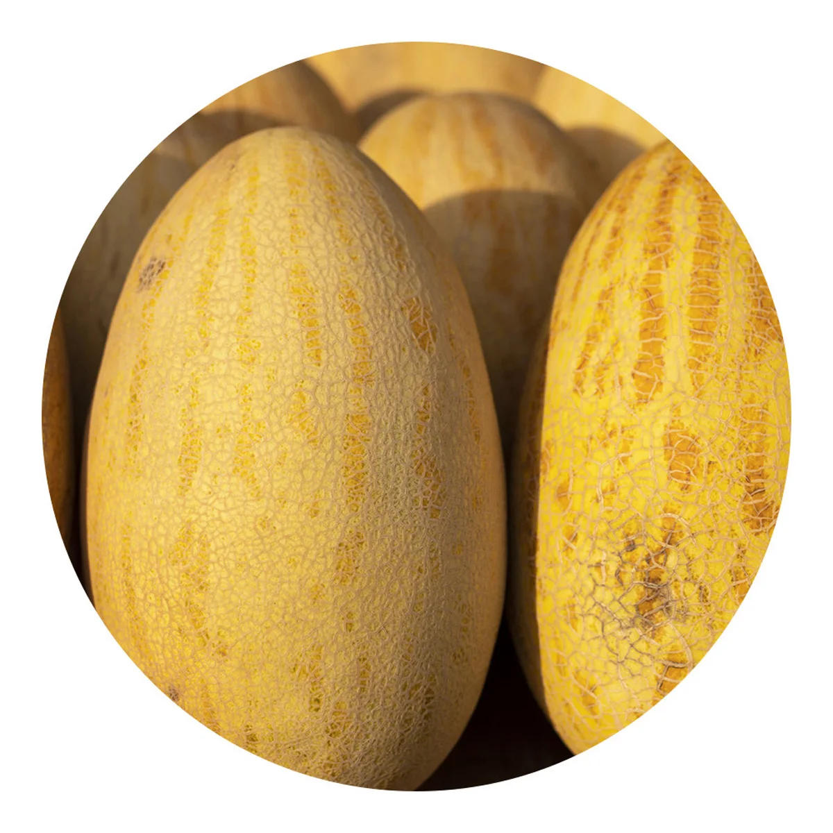 Fresh melon for sale guaranteed to meet quality standards farm natural