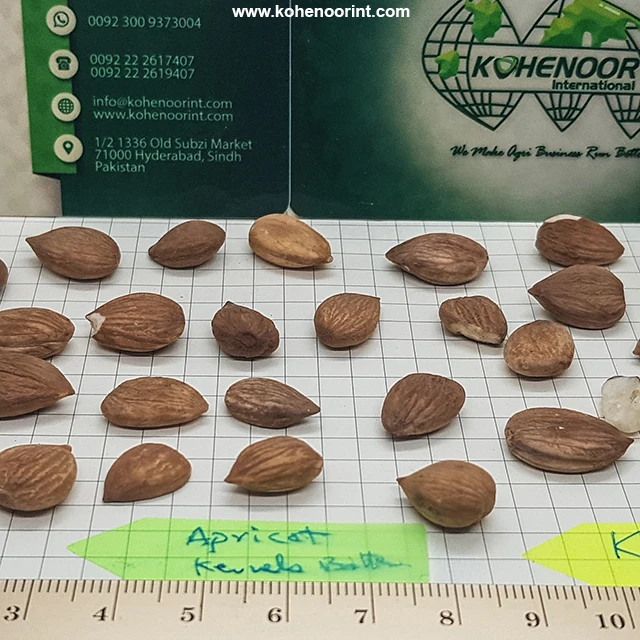 Apricot Kernels Wholesale Factory 2022 Premium Selling top quality Aford Price Sweet Apricot Kernels