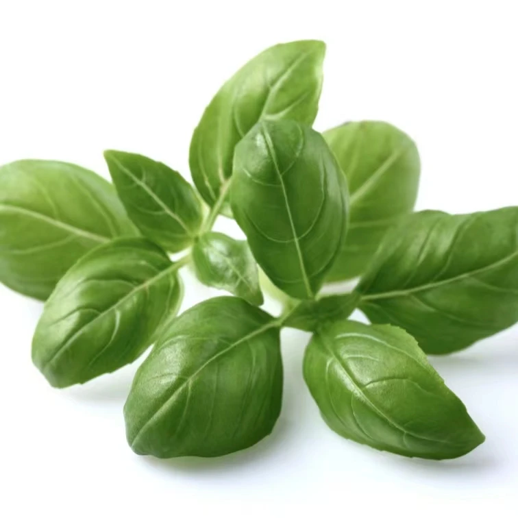 Free Sample Savory Seasoning Concentrated Food Essence of Basil Flavors