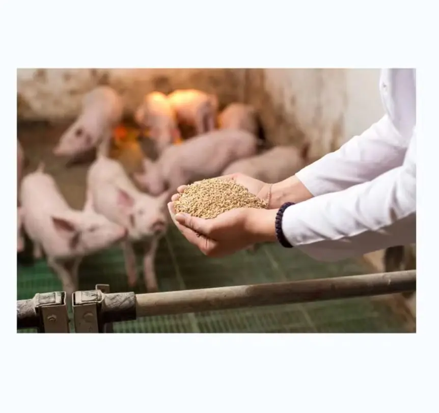 Pig Complex Probiotic Premixed Feed For And Poultry Pig Grower Feed