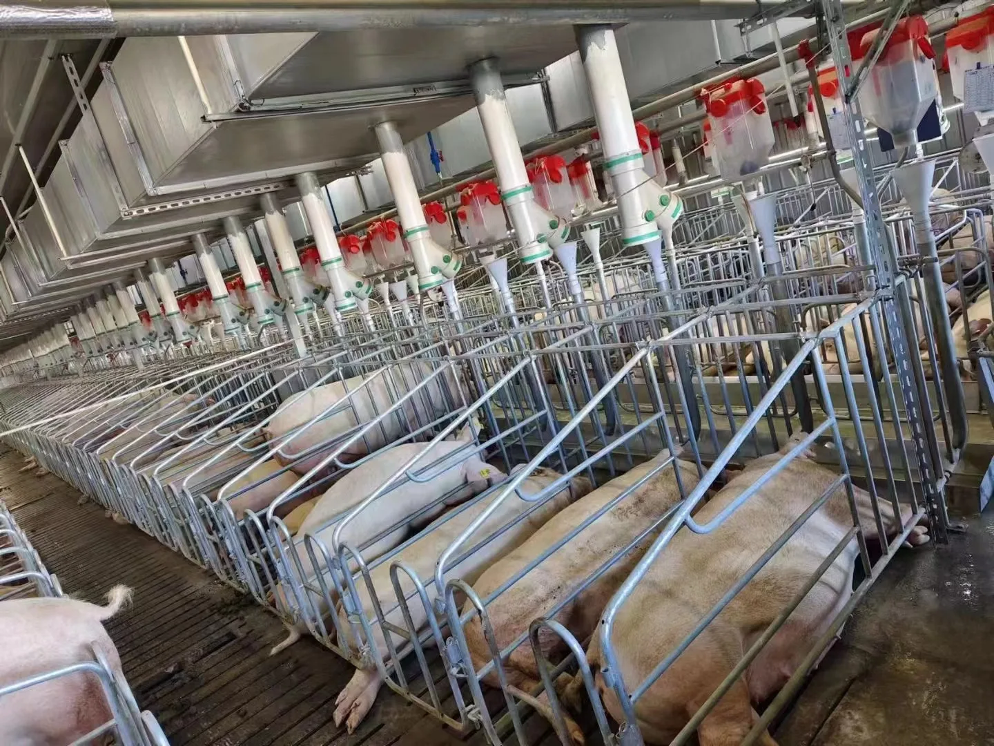 Hot Selling Products Animal Farming Equipment Heavy Gestation Stall Pig Sow Limit Positioning Bar Galvanized Gestation Pen