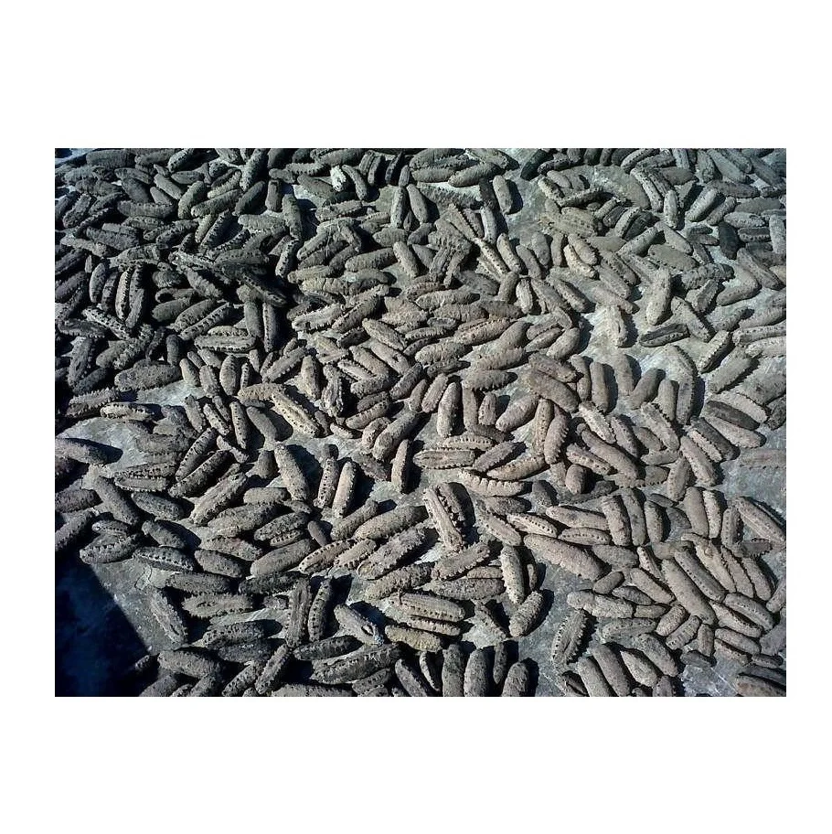 Bulk Quantity Of Dry Dried Sea Cucumber - DRIED and Frozen SEAFOOD Available Here At Best Prices