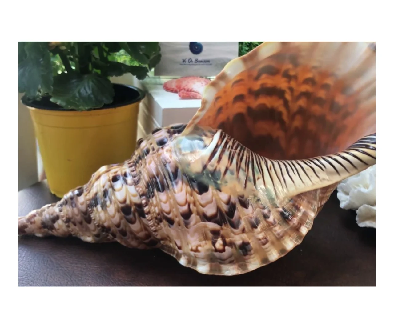 Queen large triton trumpet shells ocean collectible big size large natural empty seashells from Vietnam coastal beach