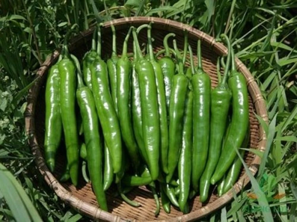 Fresh Capsicum Fresh Chili Horn Pepper Sweet Pepper Green Yellow Red Style Organic Color Weight Origin Type Size Place