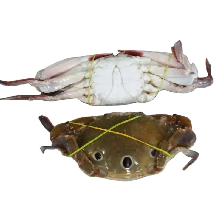 FROZEN THREE SPOTTED CRAB GOOD QUALITY FROM INDIAN ORIGIN