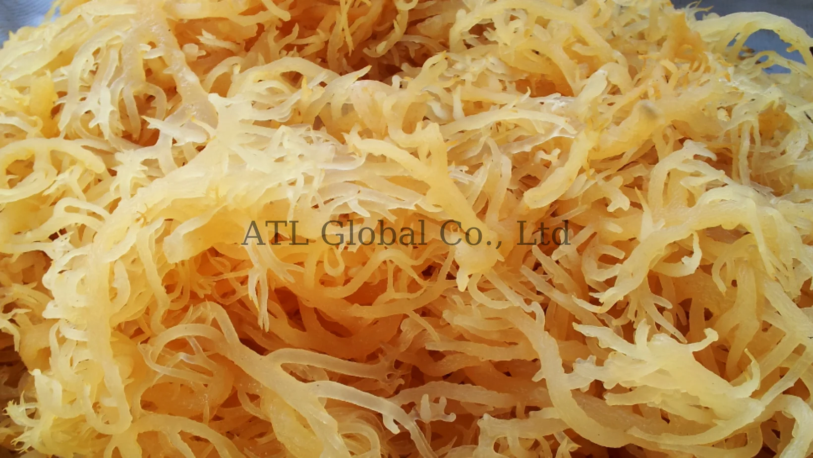 Sea moss gel wildcrafted raw superfood Irish moss/seamoss eucheuma cottonii  seamoss raw organic dried sea moss dried seaweed