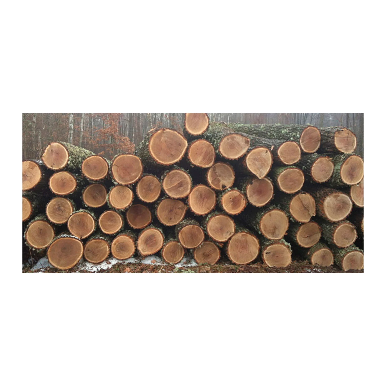High Quality Oak Wood Logs for Sales