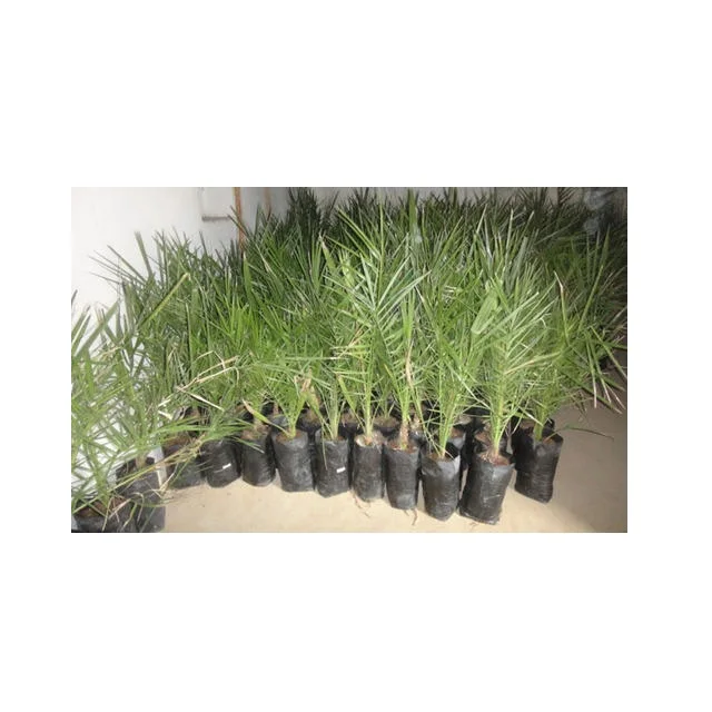 Medjool Flowering Quick Yielding SupplierS In Tamilnadu Phoenix Dactylifera Tissue Culture Date Palm Manufacturers from India