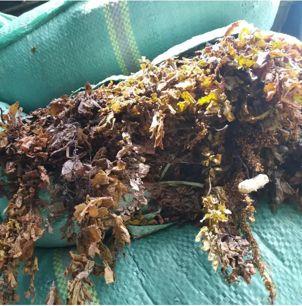Сушеные морские водоросли из саргасса чистый саргасс большой лист