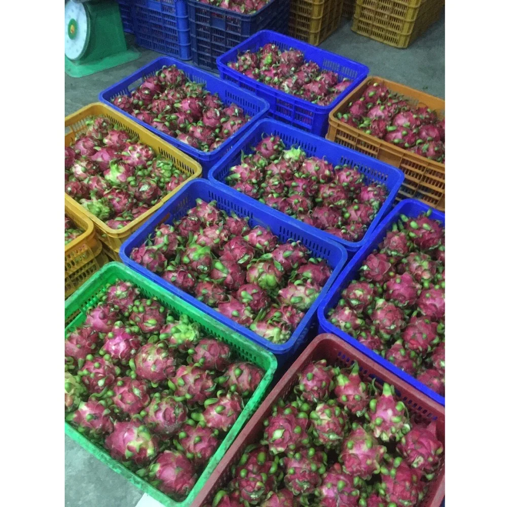Vietnam 350g Dragon Fruit - Common Quality, Naturally Sweet, 100% Fresh, 6-Month Shelf Life