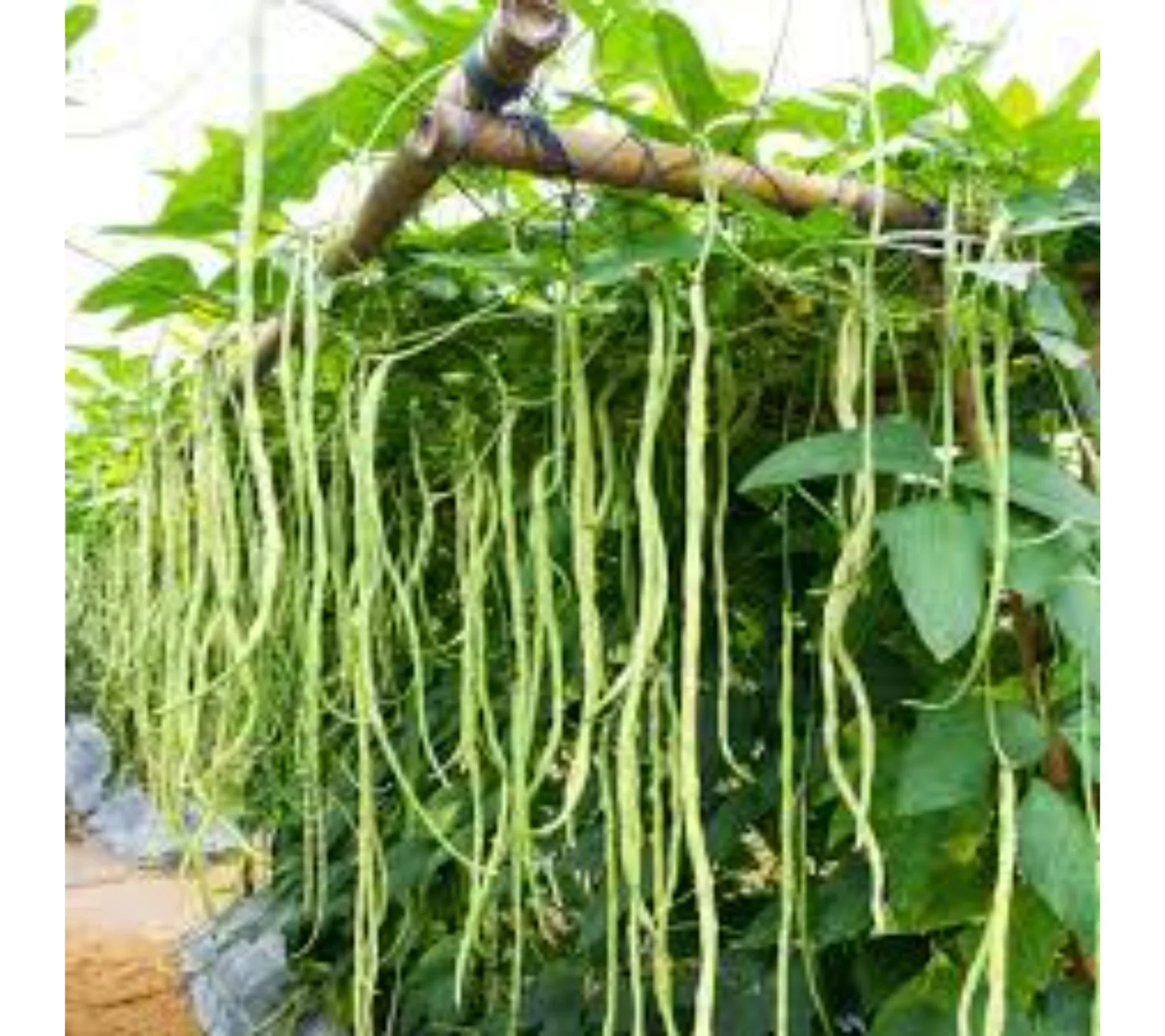 Indian top quality cowpea exporter company MN GLOBAL IMPEX India