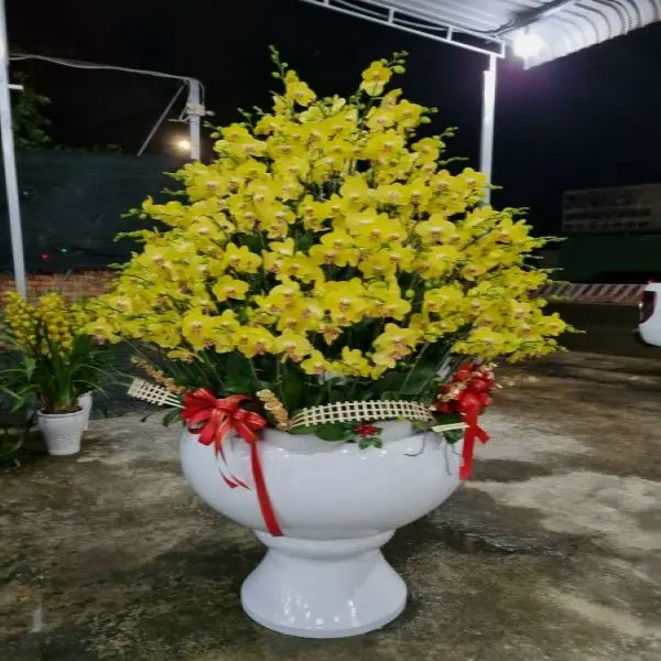 Phalaenopsis Orchids Reasonable Price Export For Home Fresh Flower Carton Outside From Vietnam Manufacture