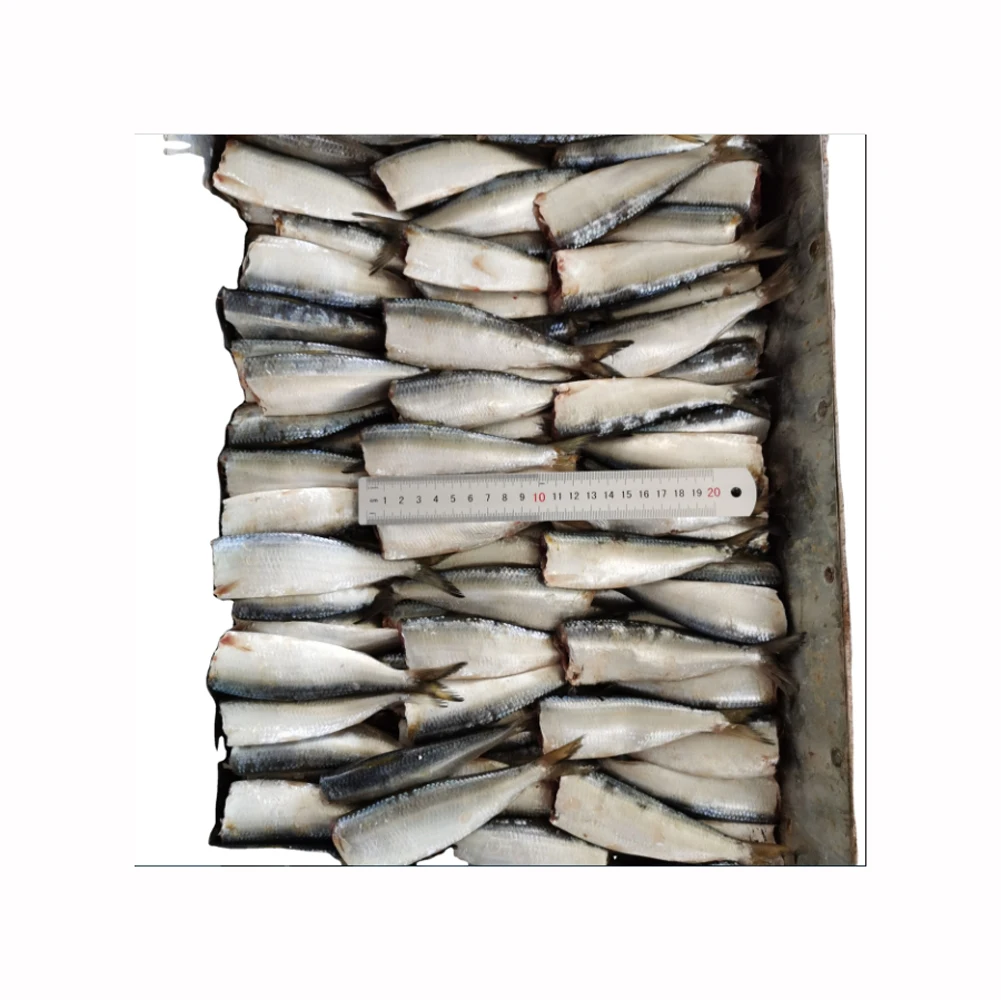 Sardine fish for sale at affordable prices Premium quality Sardine fish available for wholesale