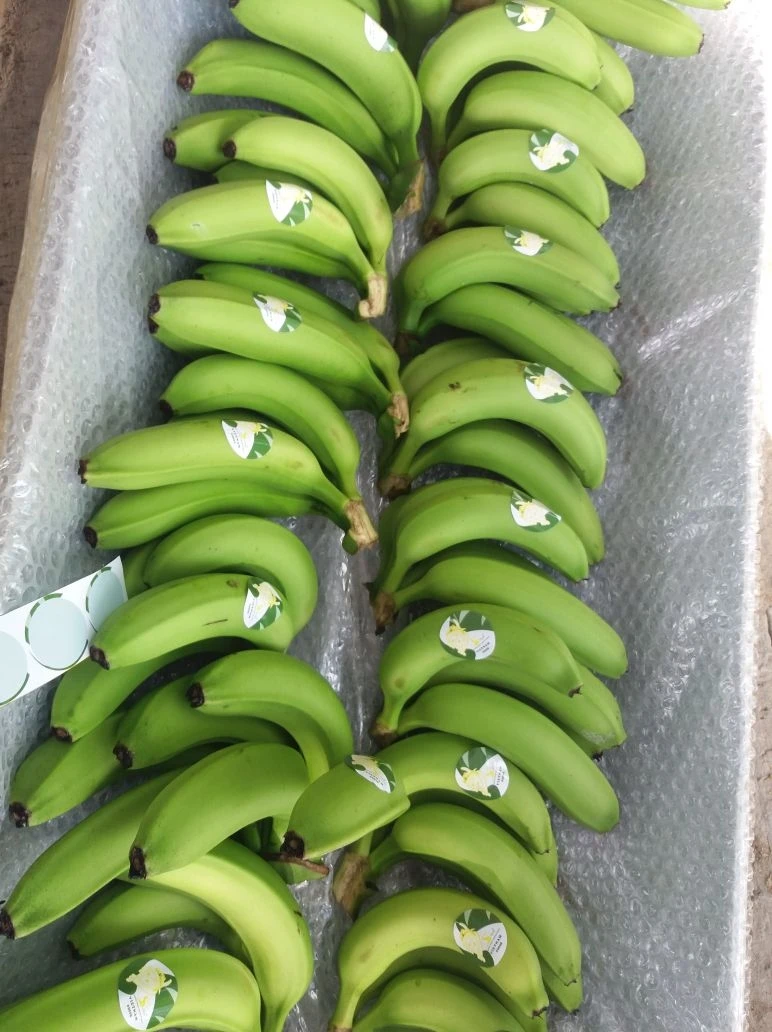 High-Quality Fresh Bananas, Sweet and Delicious, Ideal for Eating and Cooking, Premium and Natural, Bulk Supply and Wholesale