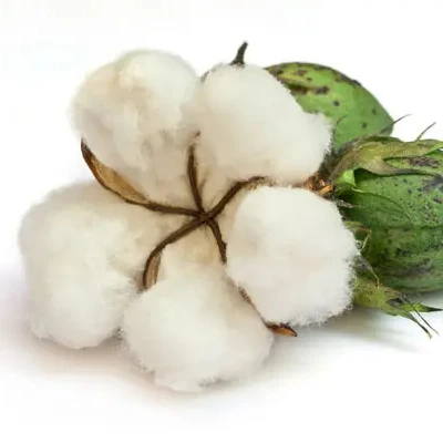 Wholesale Cotton 100% Pure Organic Raw Cotton Buy From USA Exporter