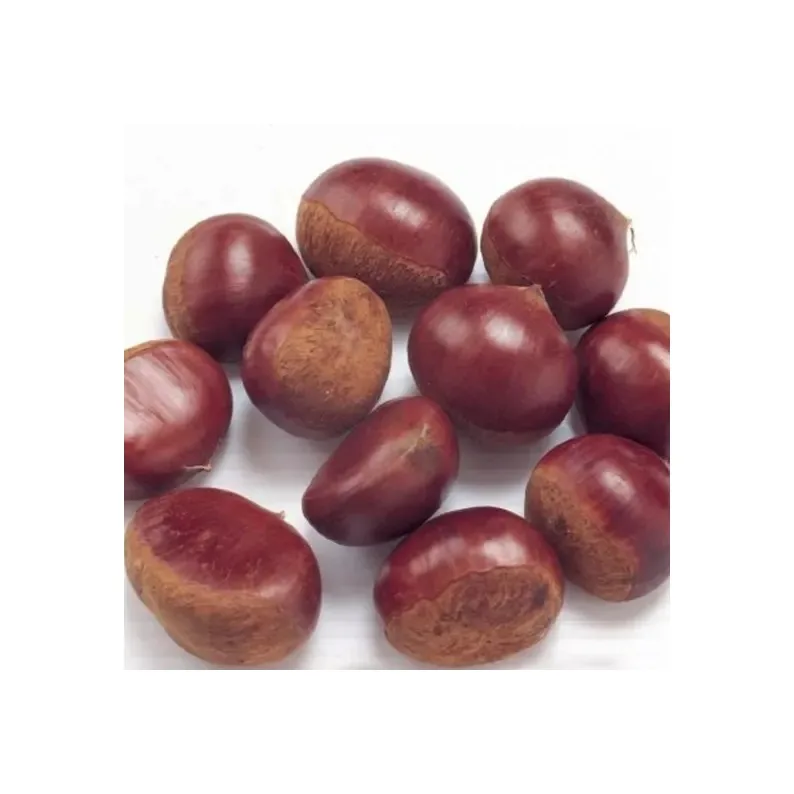 Chestnut Kennel Raw Fresh Chestnuts Organic Fresh Chest Nuts Peeled Roasted Kernels Low Price