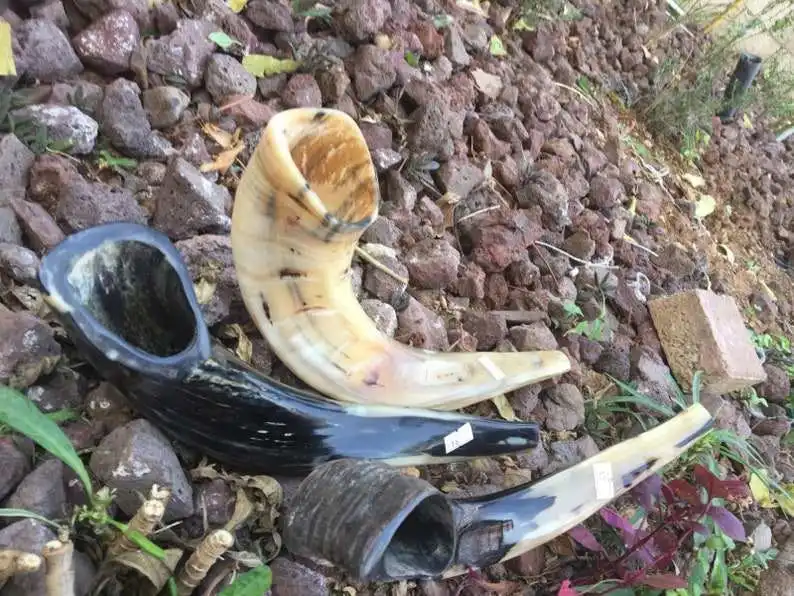 Natural Ram Horn Shofar for Blowing and Religious purpose Kosher Shofar Polished Made in Israel Kudu Horn