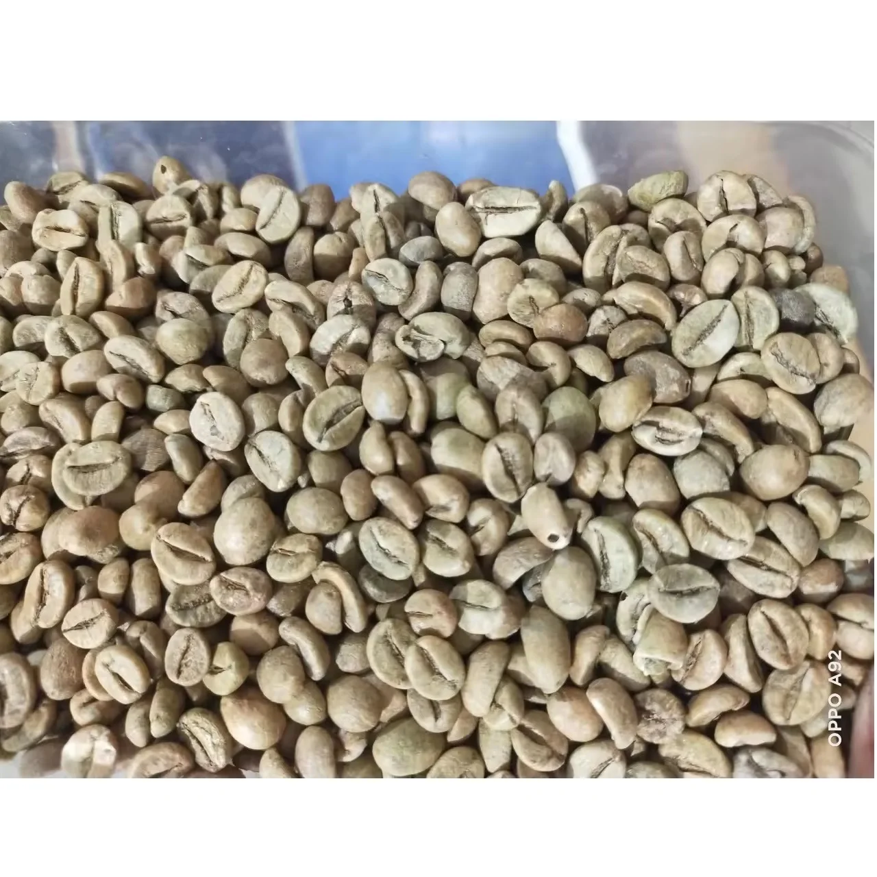Green Coffee Beans New Product Agriculture Robusta Coffee Beans from VIETNAM