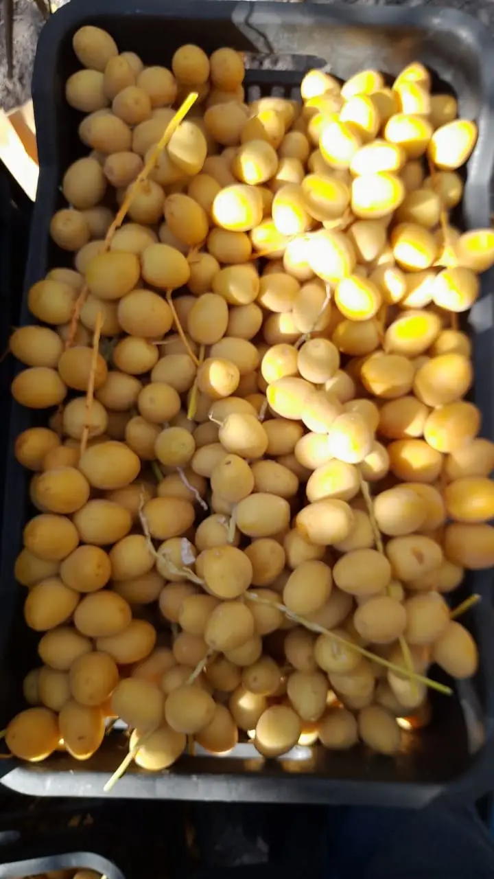 Fresh Berhi Dates