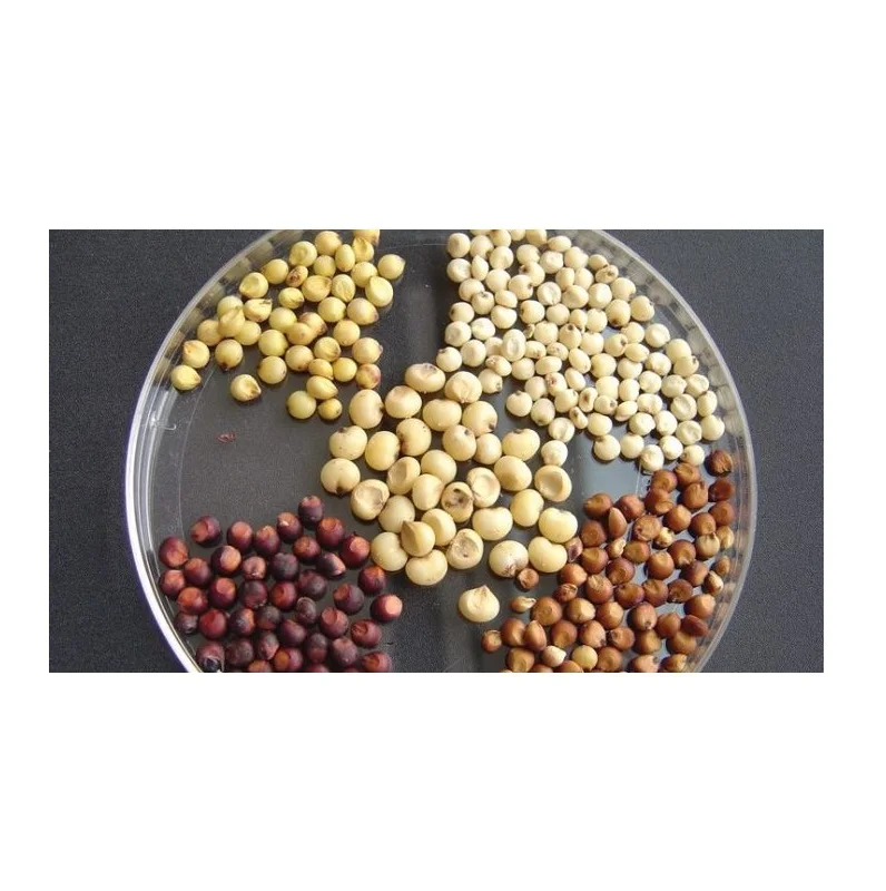 100% Pure Natural Quality Organic Whole Sorghum Grains At Best Wholesale Pricing