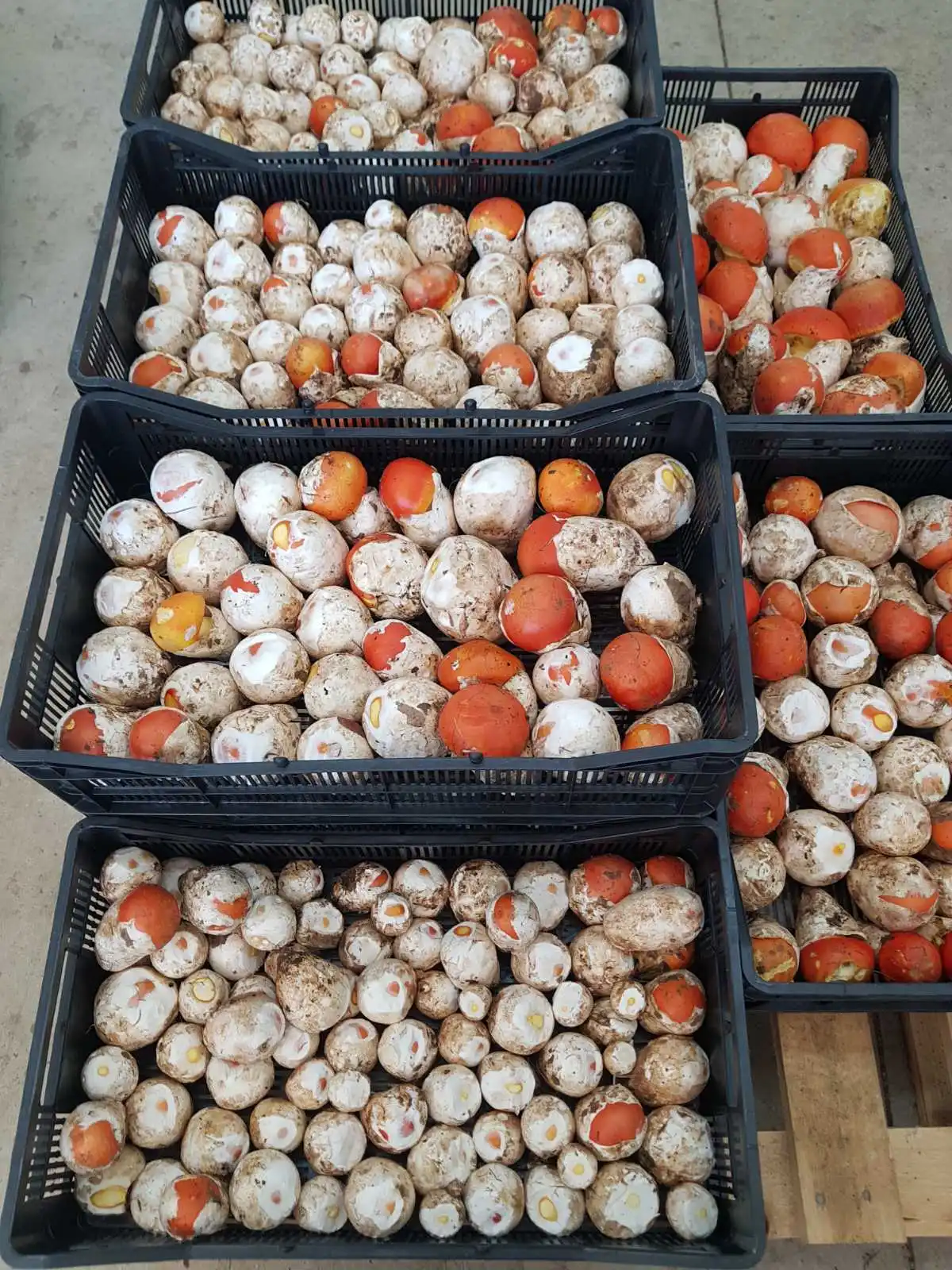 Свежие натуральные грибы. Аманита цезария (гриб Цезаря)-яйца первого класса