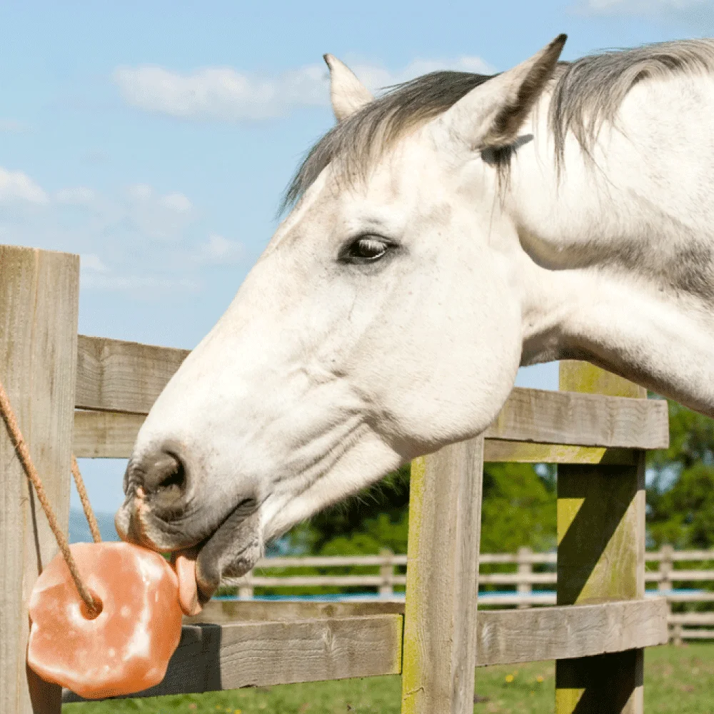 Compressed Himalayan Lick Salt Block, Himalayan Mineral Lick Salt Blocks for Horses Cattle cows for sale