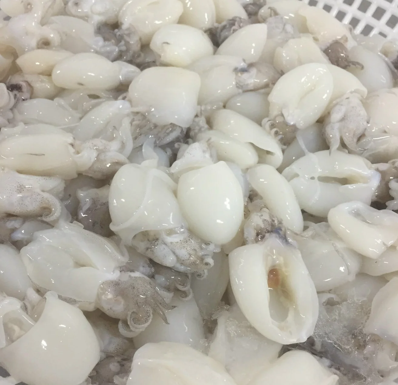 Экспортная качественная упаковка доступная вакуумная цена замороженная каракатица Вьетнам +