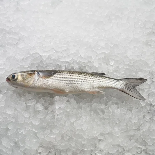 Замороженная серая тутовая рыба хорошего качества всех размеров