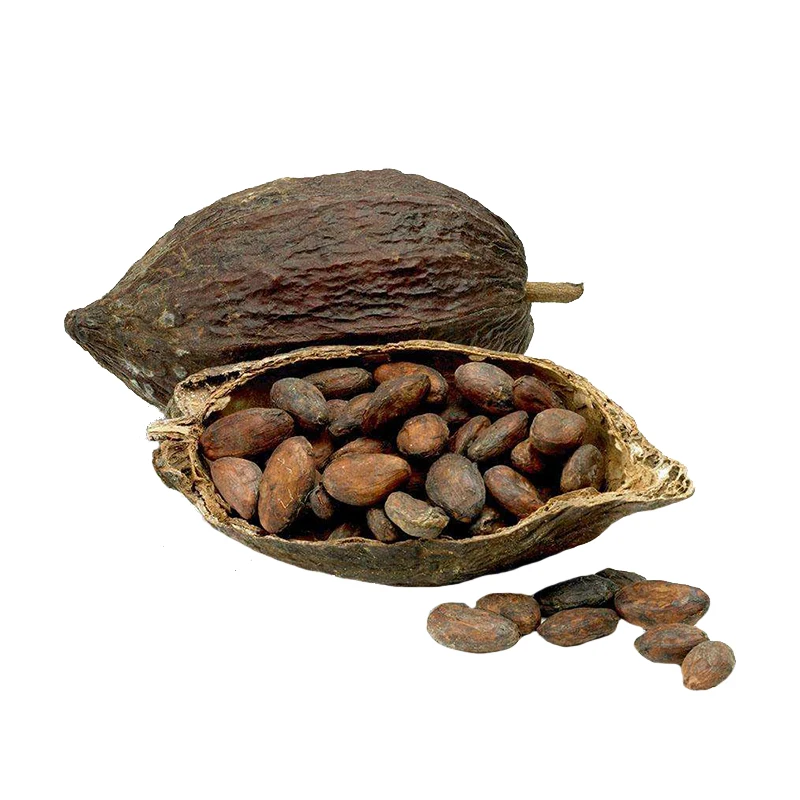 Buy Top Grade Raw Dried Cocoa Beans High Quality Brazil Perfect for Chocolate Production Wholesale Available