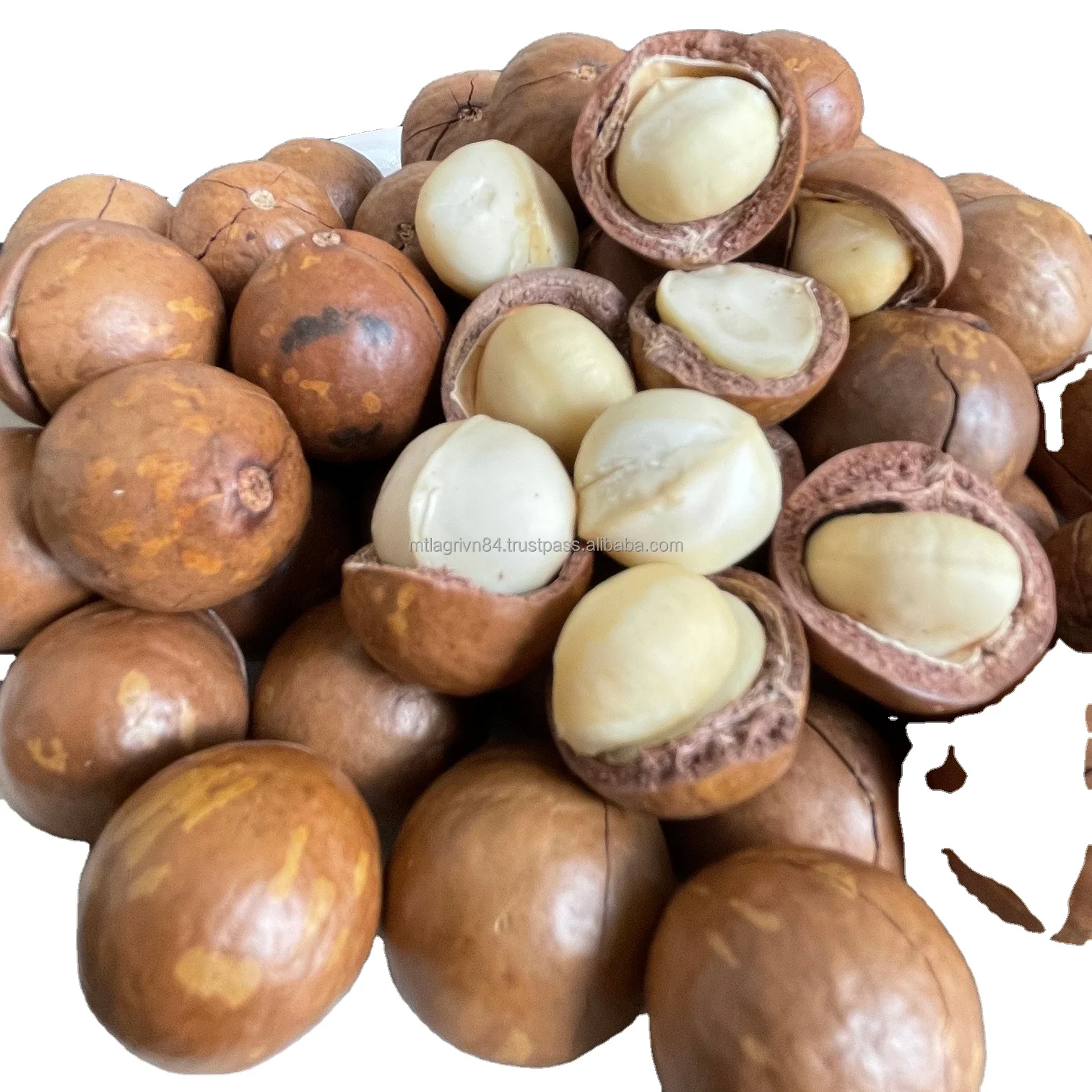 Premium Quality Macadamia Nuts for Export Vietnam Best Kernels Natural Healthy Organic Wholesale