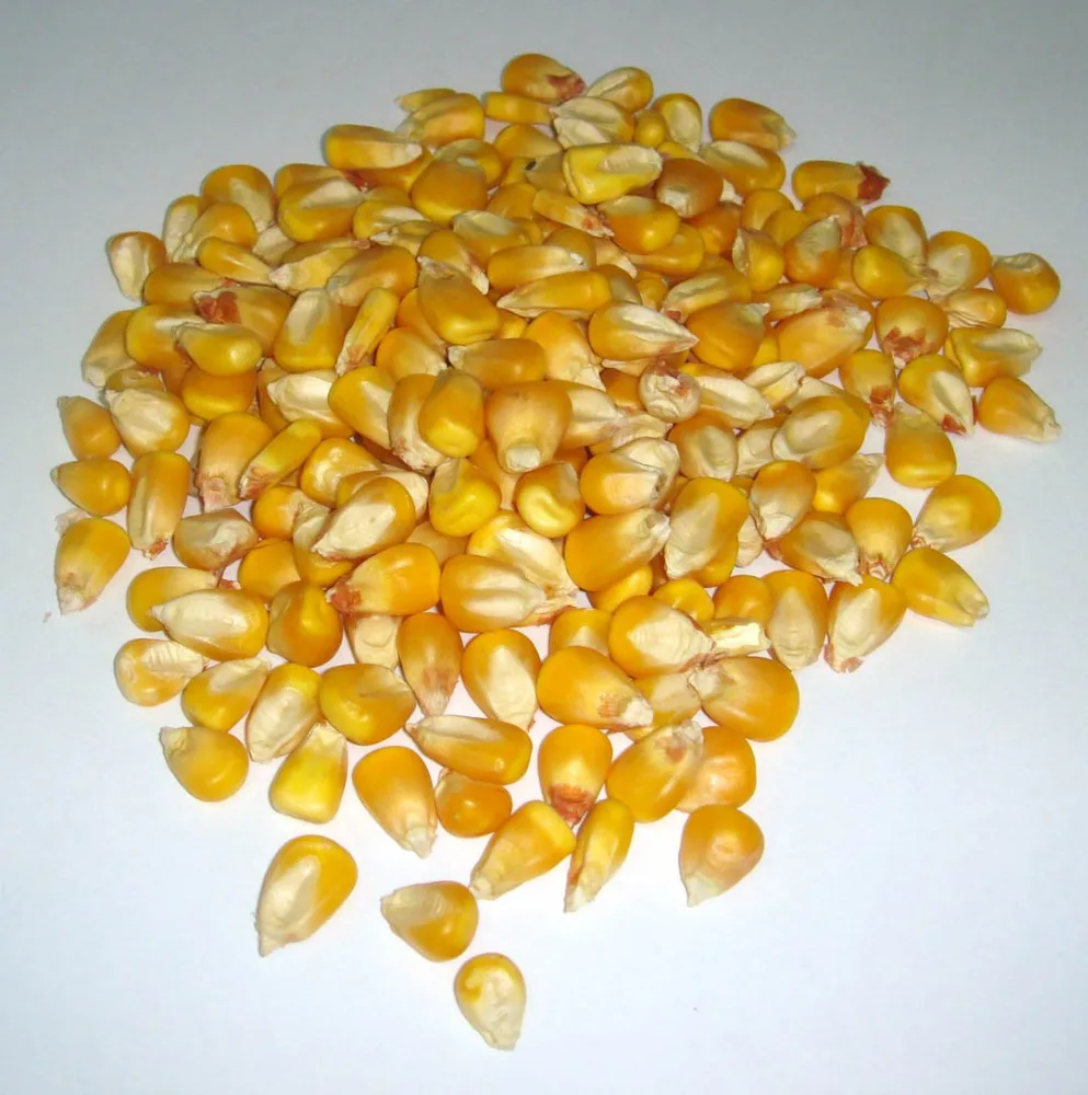 Dry Maize / dried Yellow Corn / dried Sweet Corn Best Price