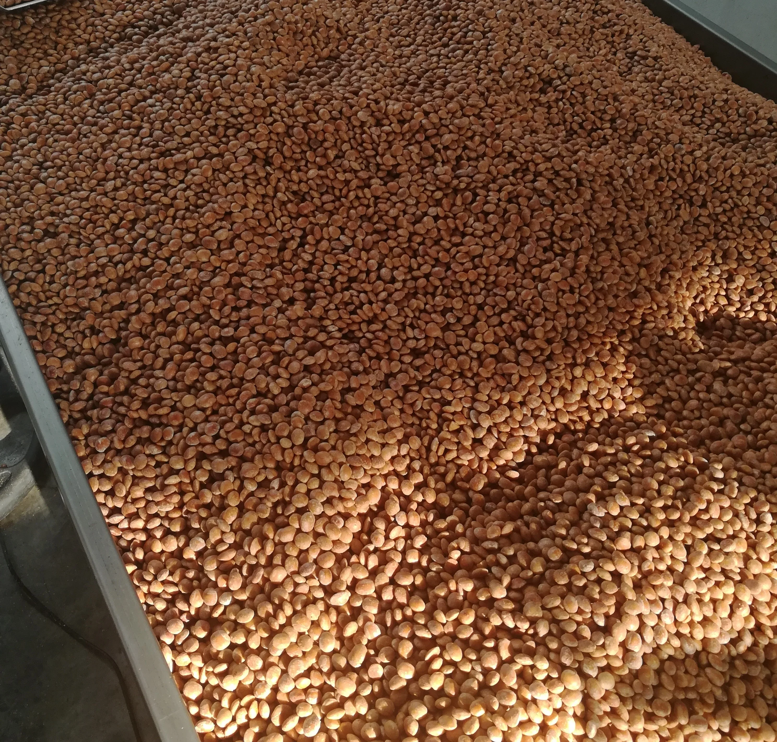 Sacha Inchi Seeds Wholesale - Inca Peanut - Peru Sacha Inchi