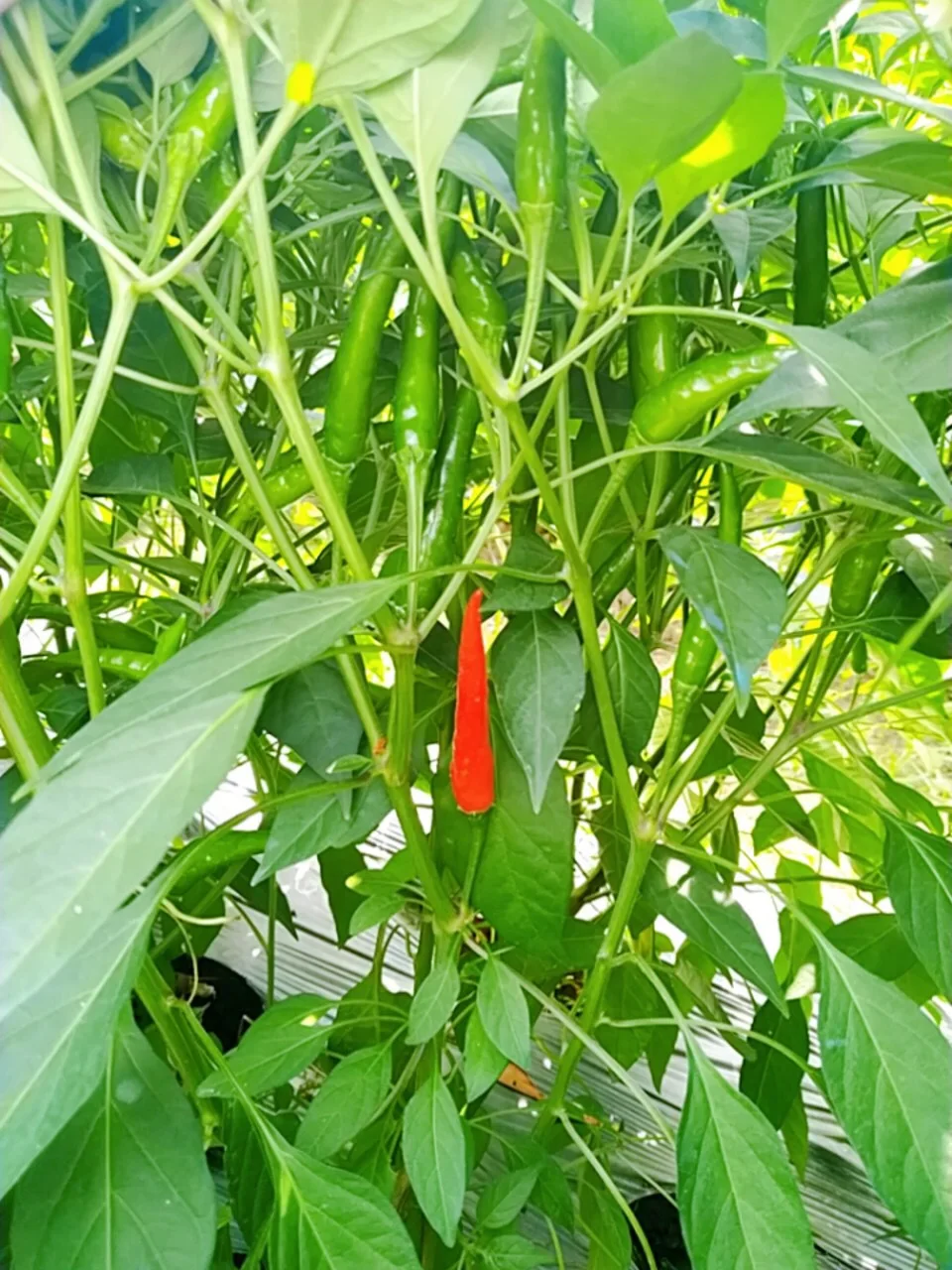 Fresh Red Chilli High Quality Best Brand Supplier For Export Good Price Low MOQ Custom Logo Package Hot Selling From Vietnam