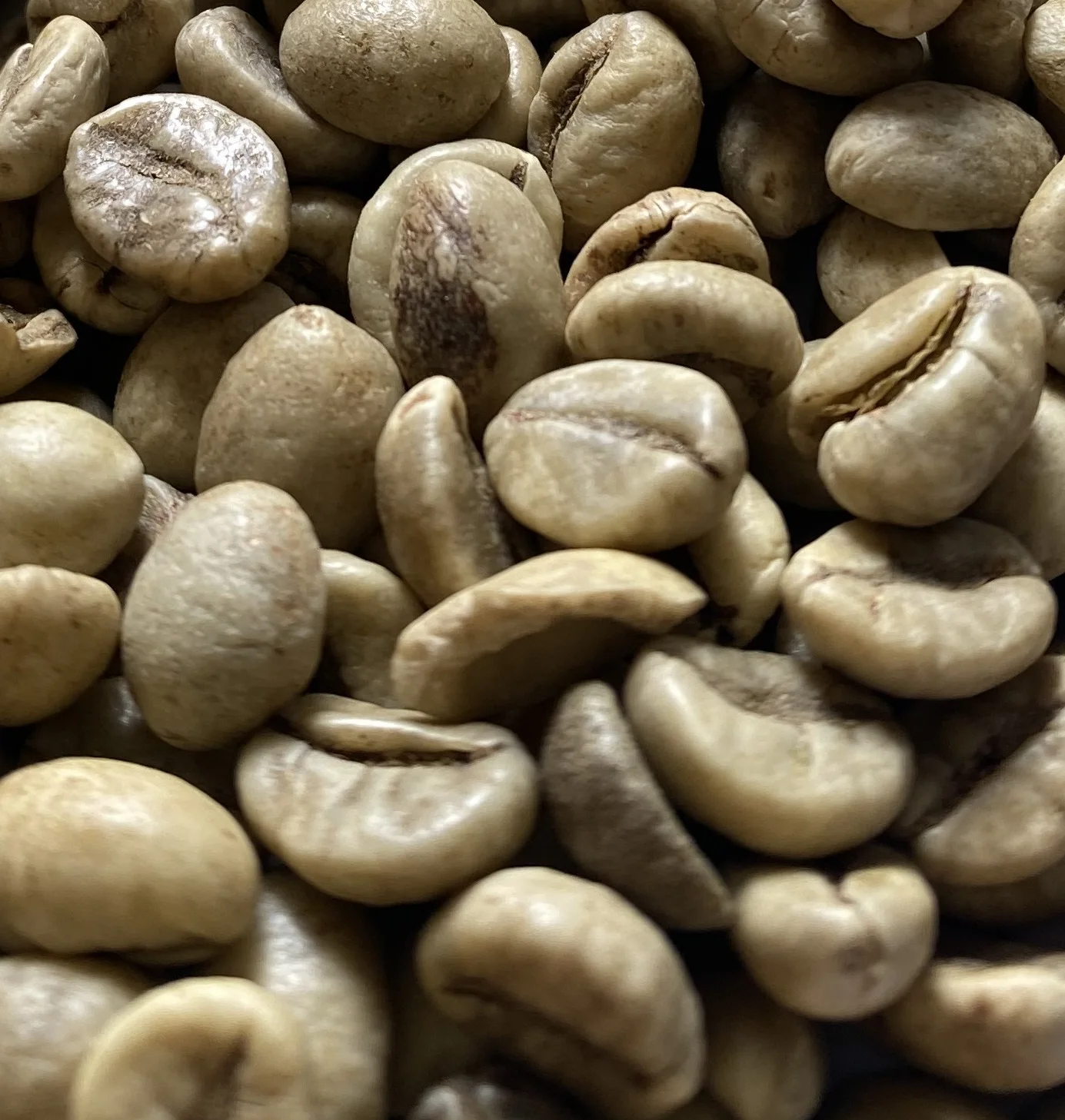 High quality Robusta green coffee beans