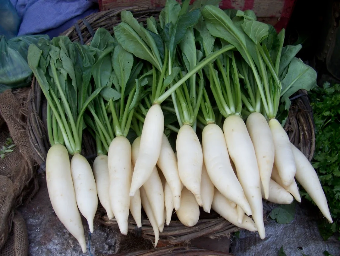 Export Fresh Organic Vegetables Vietnam Organic White Radish// Hot sale fresh white radish fresh vegetables