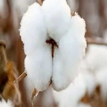 100% Organic Raw Cotton with good price from Tanzania Origin