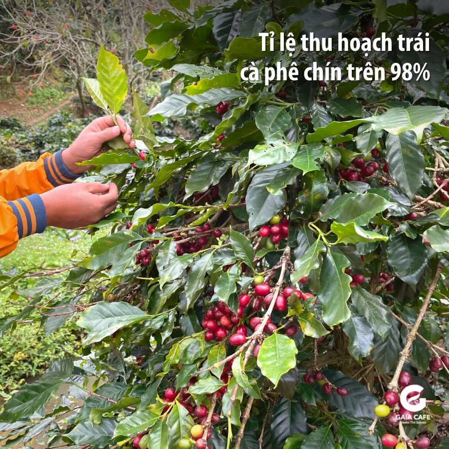 Зеленые бобы Robusta 100% зеленые кофе смешанные во вьетнаме по доступной цене для