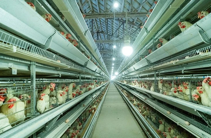 Modern H-Type Design Automatic Chicken Cages for Poultry Farms Steel Material Portable Animal Bird Houses New Used Condition