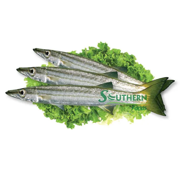 Wild Caught SFF Style IQF packing origin weight wholesale fish seafood Frozen Obtuse Barracuda WR Sea Fish from Vietnam