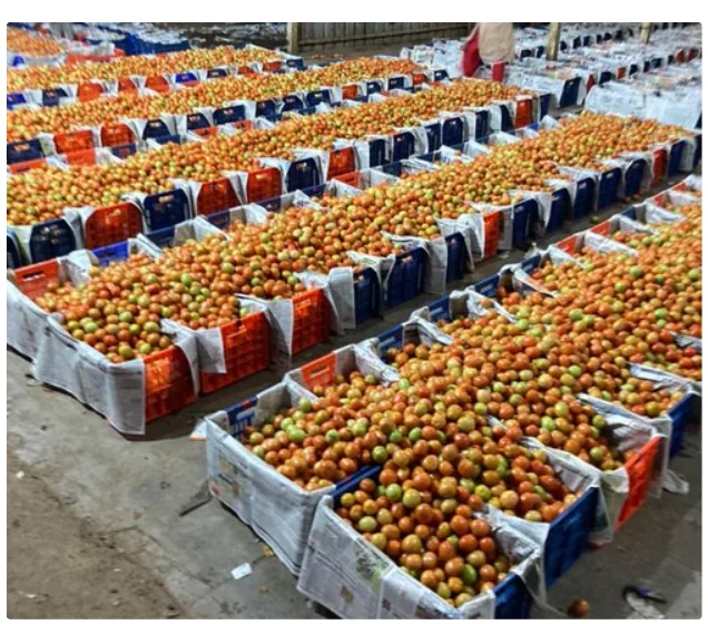 Fresh Green And Red Tomatoes For Sale