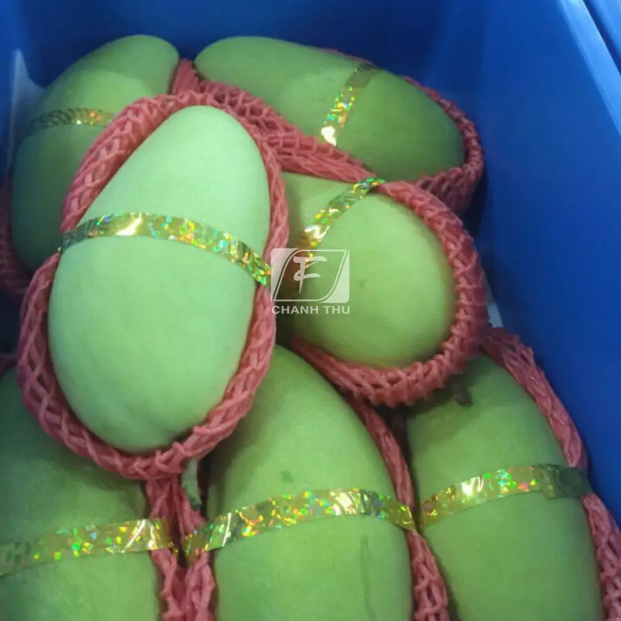 Mango Green Color Mango Common Cultivation Type Sweet Taste Mango Export From Vietnam