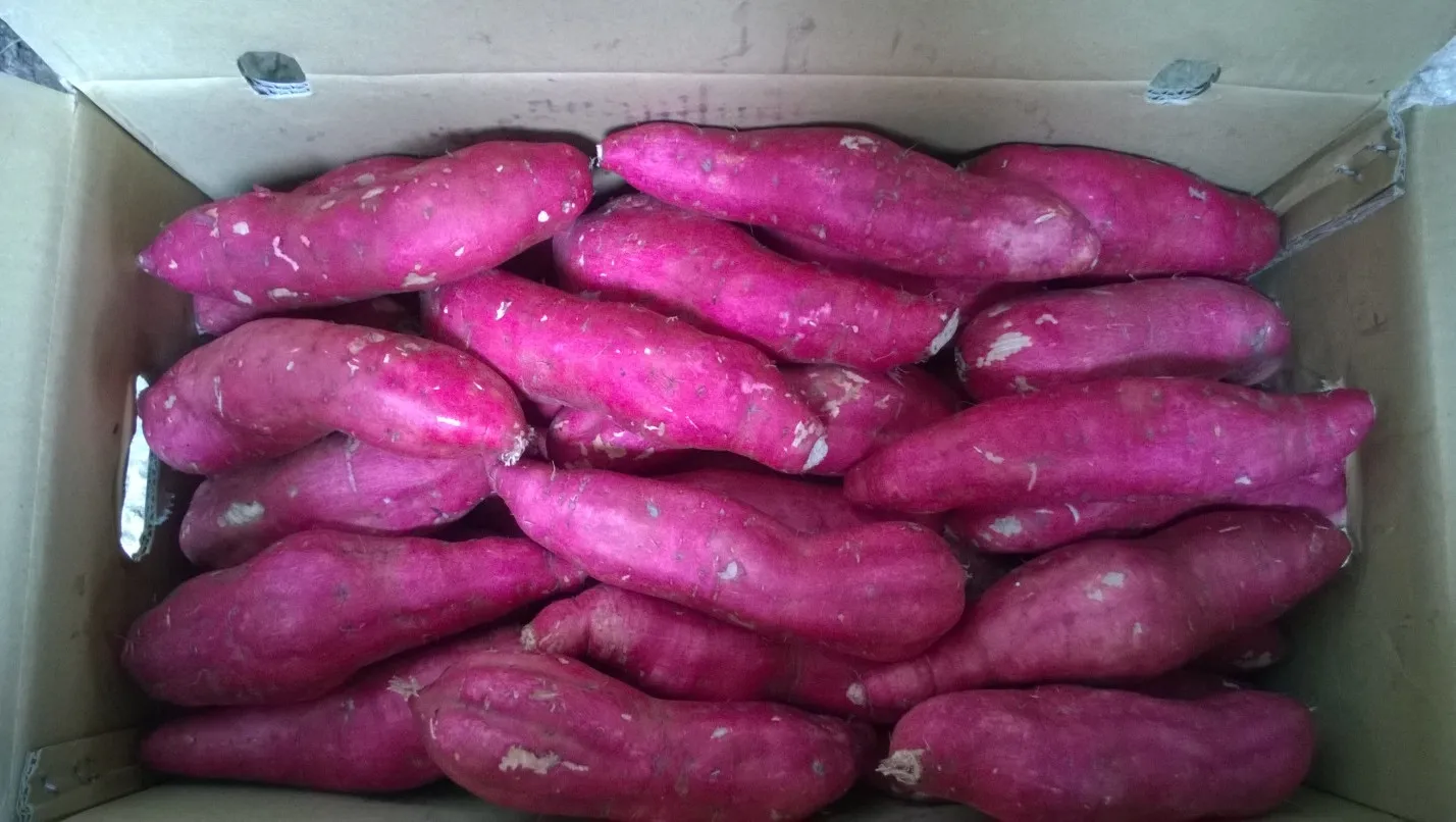 Cleaned Organic Natural Fresh Sweet Potato From Vietnam 2022