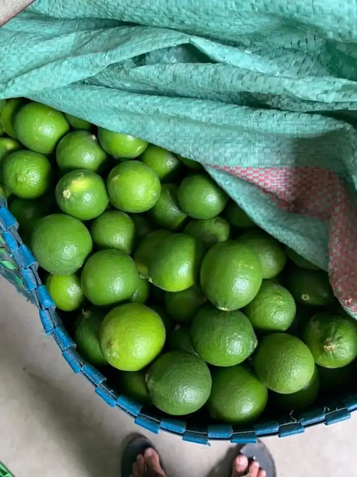 Cheap Price FRESH SEEDLESS / Fresh Seedless Watermelon Vietnam/ Fresh Seedless Vietnam Lime