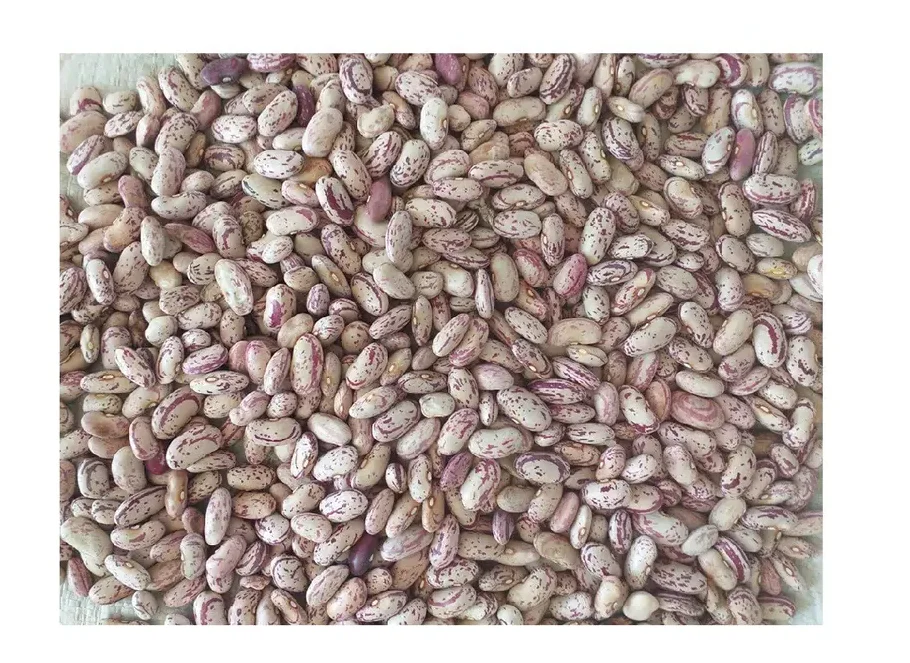 Non-GMO High Grade Natural Bulk Dried Red Kidney Beans