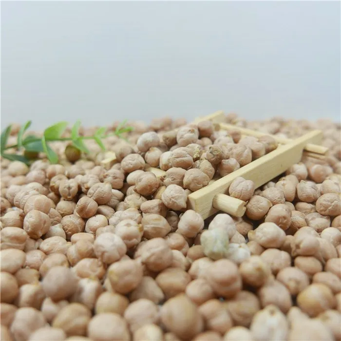 Great quality Chickpeas ecological product of Russia wholesale prices beans grains seeds for sale