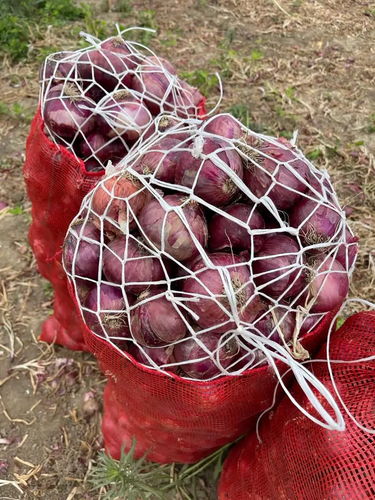 New Crop %100 Organic Onions Hot Sale Class A Onions Premium Quality Fresh Onion - Made in Turkey