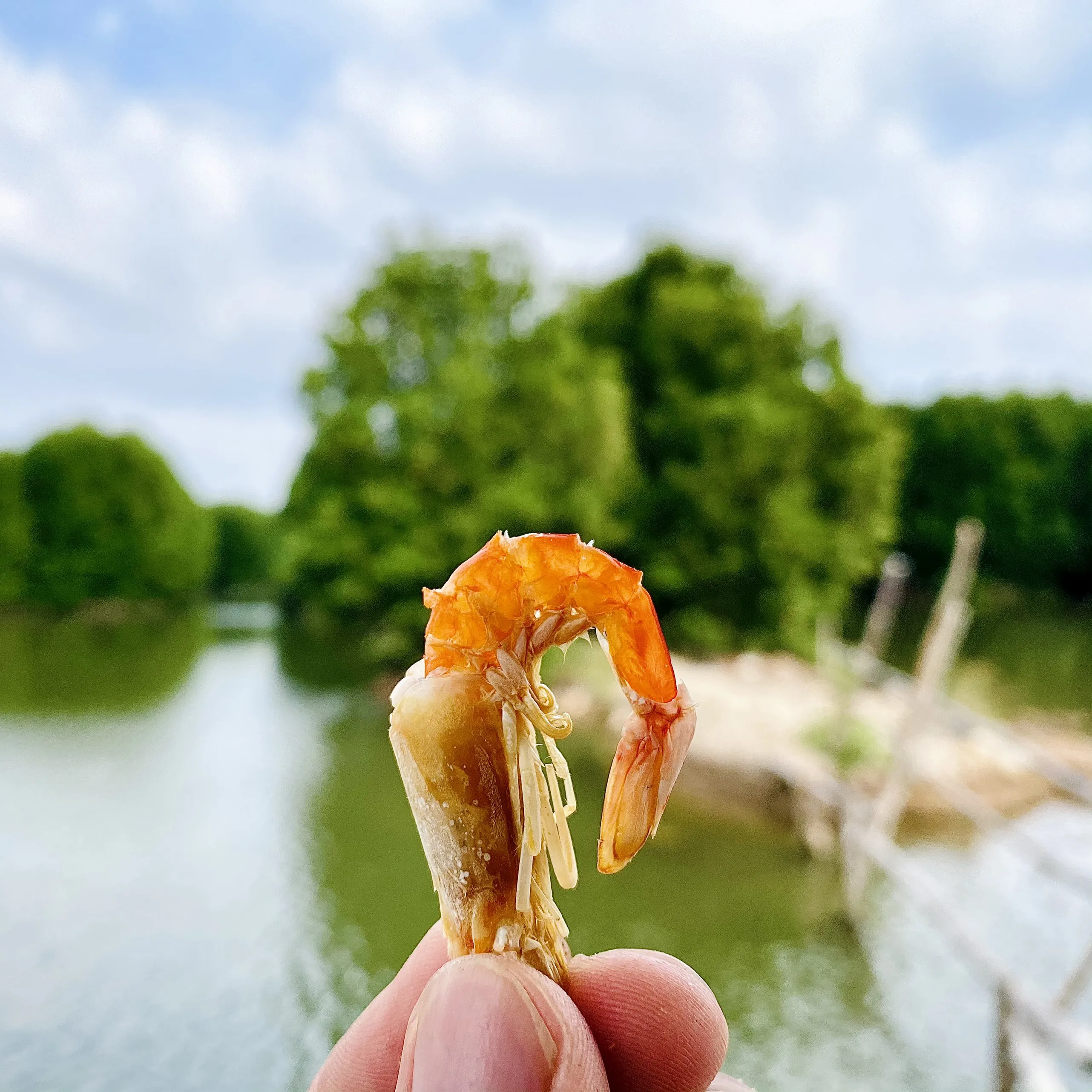 5 months Shelf Life Wholesale Best Price High Quality Vietnam Vacuum Pack Seafood Certificated Vietnam OEM Dried Shrimp