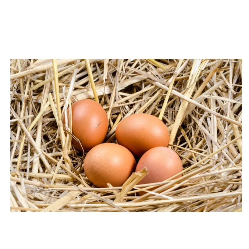 Chicken Egg Farm Fresh Chicken Table Eggs/Fresh Table Chicken Eggs supplier from Brazil